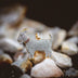 GOAT Pendant with a red collar, covered in corresponding colored CZ stones, pictured on a rocky landscape. 